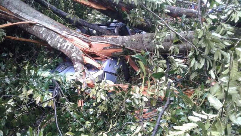 20201220-pokok-tumbang-frasers-hil-teranum