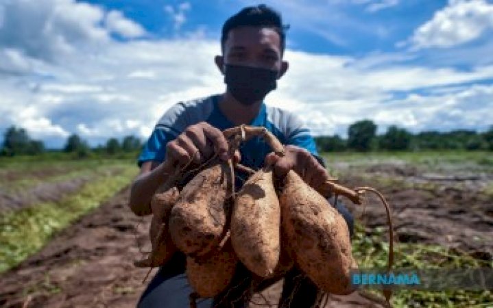 am-:-pemuda-manfaatkan-tempoh-kawalan-pergerakan-tanam-ubi-vitato