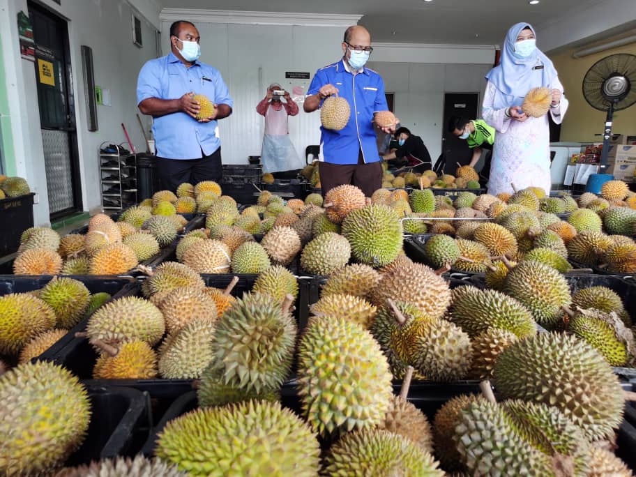 5-tan-metrik-durian-diproses-jadi-tempoyak-setiap-hari