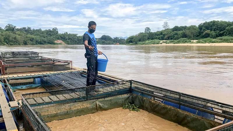 Penternak ikan tambat sangkar pada pokok elak dibawa arus sungai