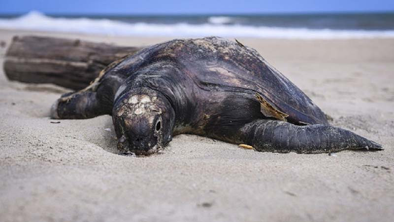 登州海滩频现海龟尸体·专家吁设特委会查死因