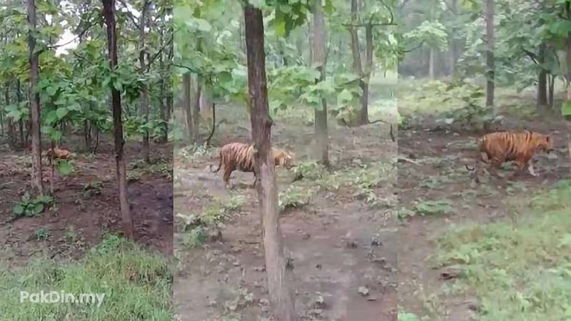 [Video] Tular rakaman suara, video kehadiran harimau di Bukit Wang, Kubang Pasu, Kedah