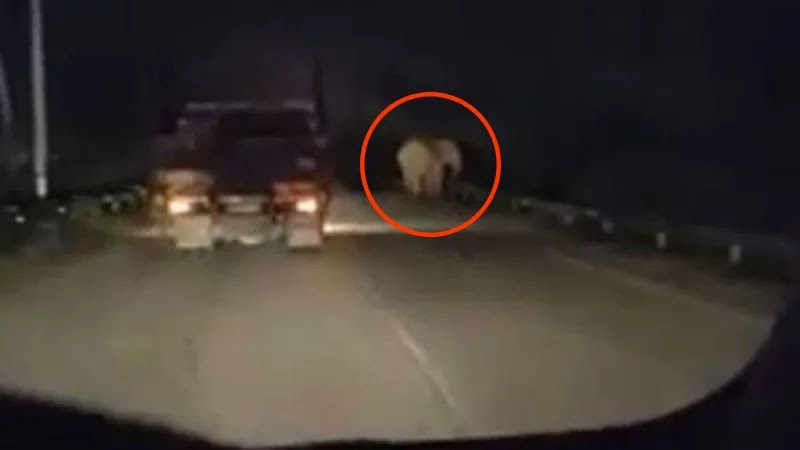 [Video] Terkejut gajah depan mata.Jalan Gua Musang-Kuala Krai